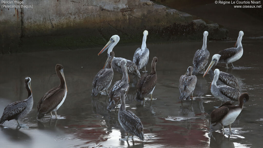 Peruvian Pelican