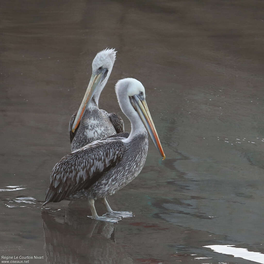 Peruvian Pelicanadult, identification