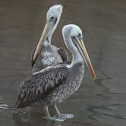 Peruvian Pelican