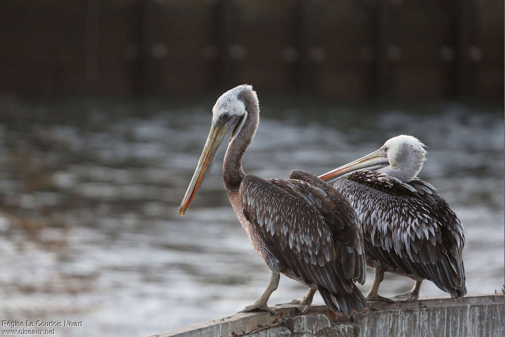 Peruvian Pelican, Behaviour