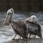 Peruvian Pelican