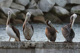 Peruvian Pelican