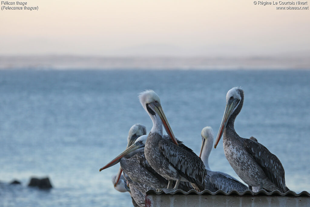 Peruvian Pelican