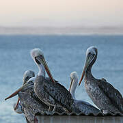 Peruvian Pelican