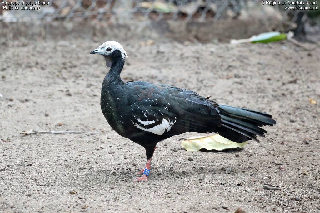 Pénélope à gorge bleue