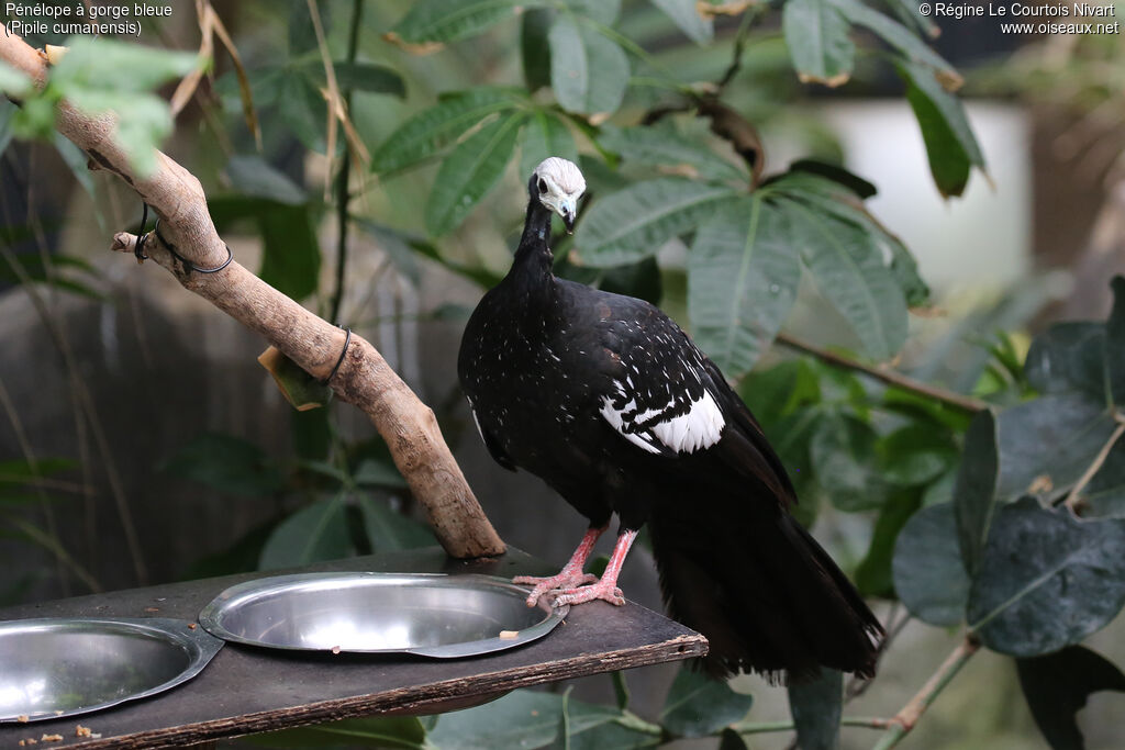 Pénélope à gorge bleue