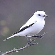 White Monjita