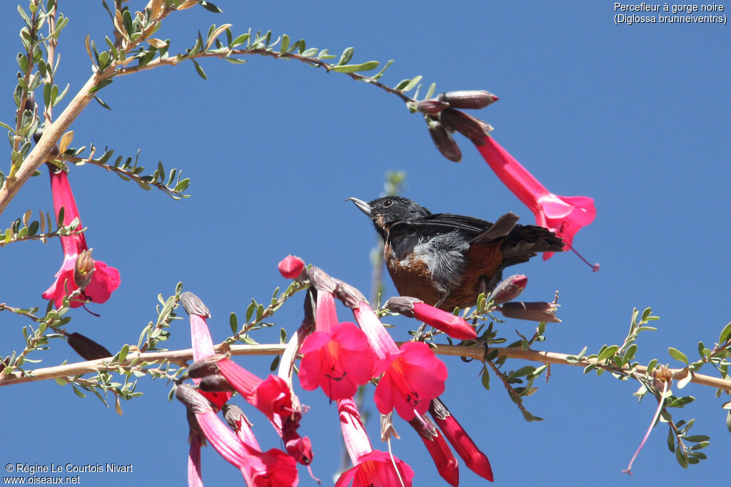 Black-throated Flowerpierceradult