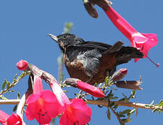 Black-throated Flowerpiercer