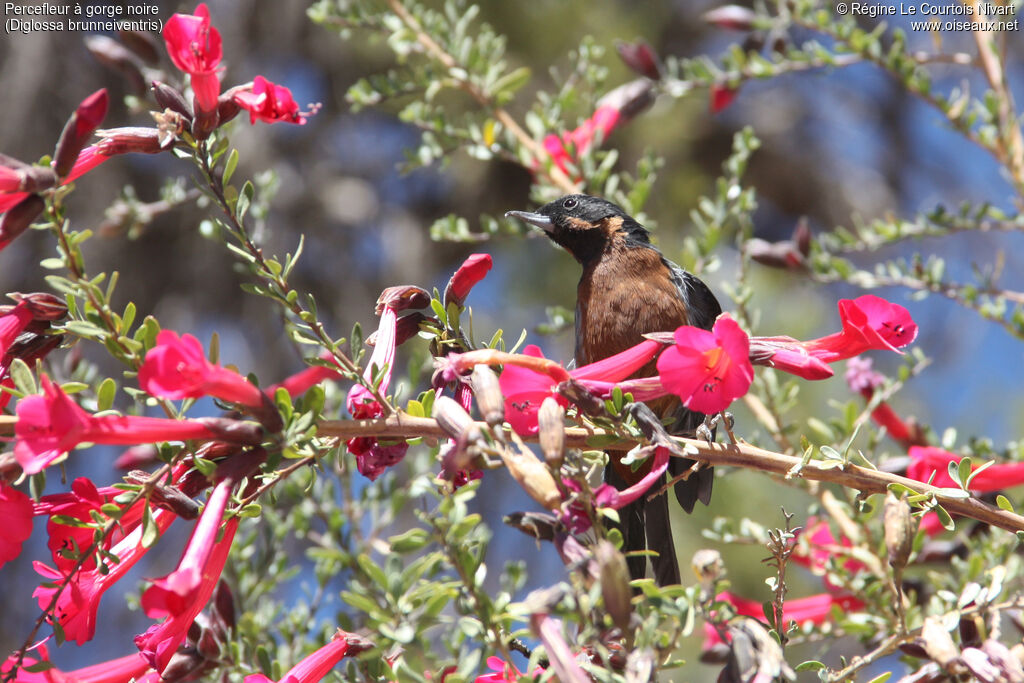 Black-throated Flowerpierceradult