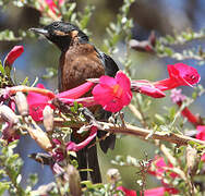 Black-throated Flowerpiercer