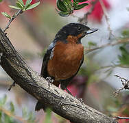 Black-throated Flowerpiercer