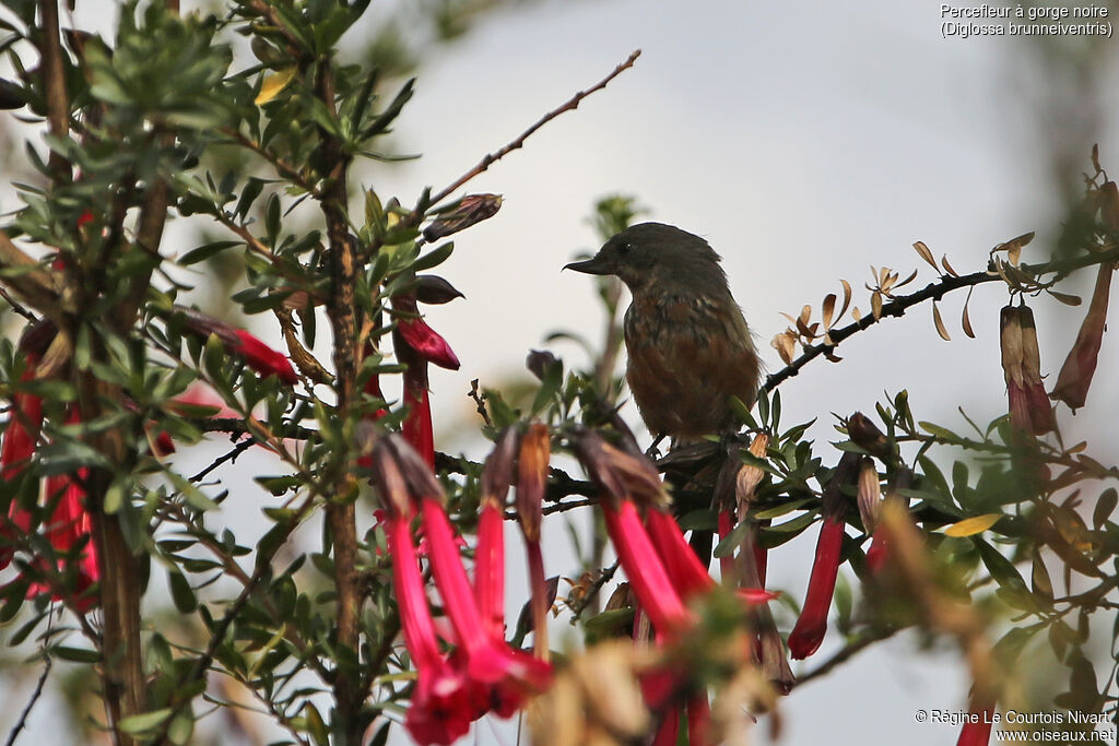 Black-throated Flowerpiercerimmature