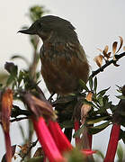 Black-throated Flowerpiercer