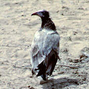 Egyptian Vulture