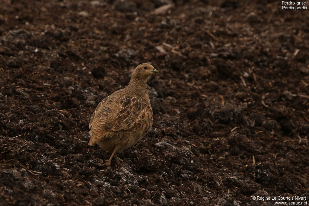 Grey Partridge