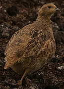 Grey Partridge