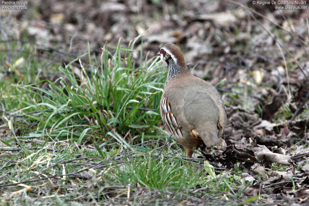 Red-legged Partridge