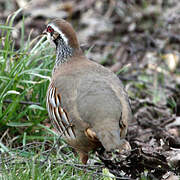 Red-legged Partridge