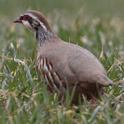 Red-legged Partridge