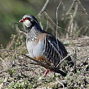 Red-legged Partridge