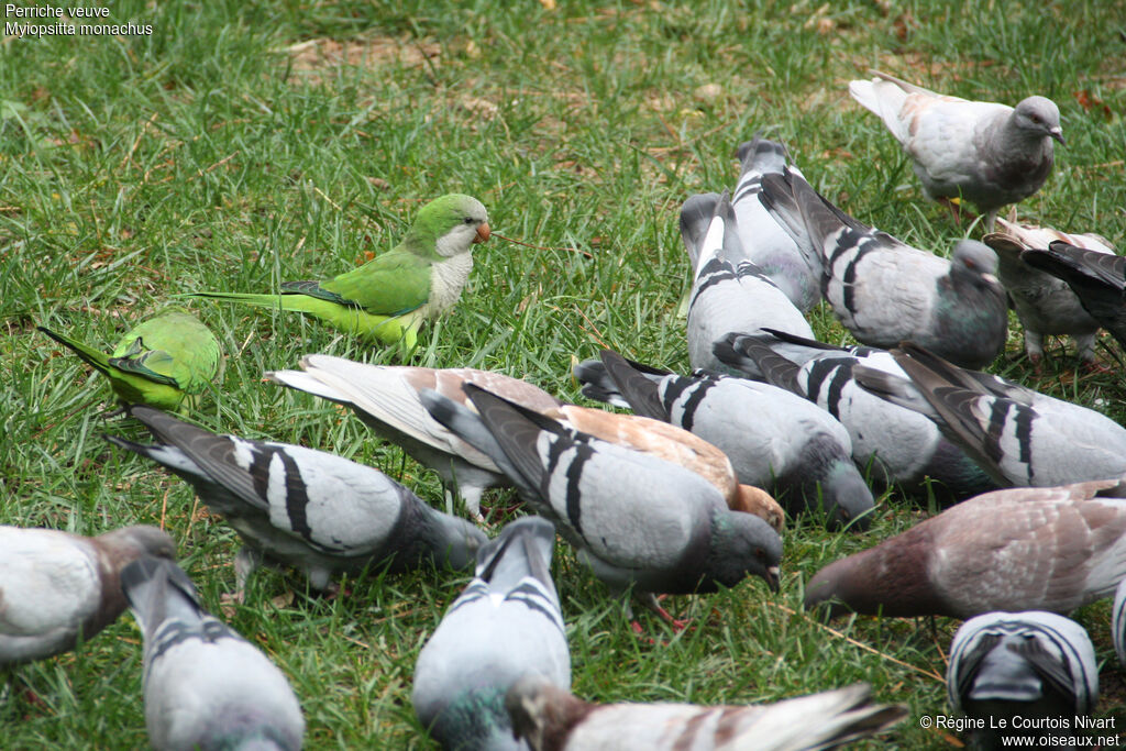 Monk Parakeet, Behaviour