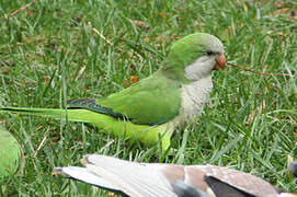 Monk Parakeet