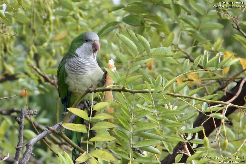 Monk Parakeet, feeding habits