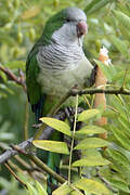 Monk Parakeet