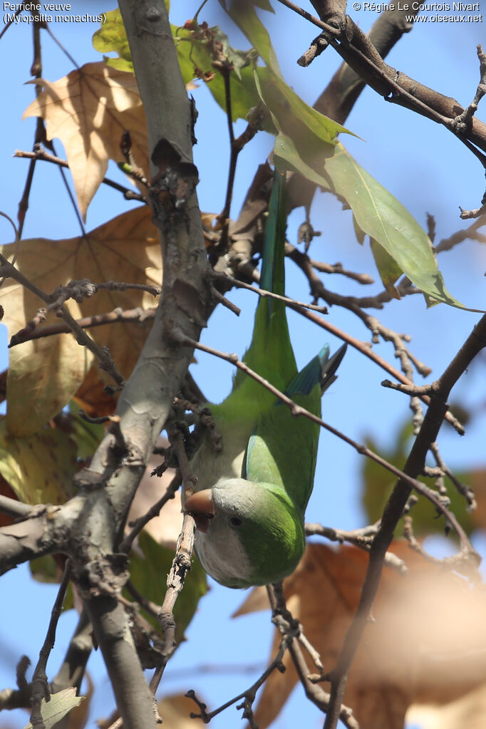 Monk Parakeet