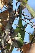 Monk Parakeet