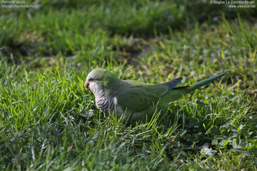 Monk Parakeet