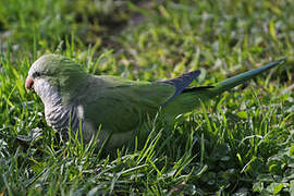 Monk Parakeet