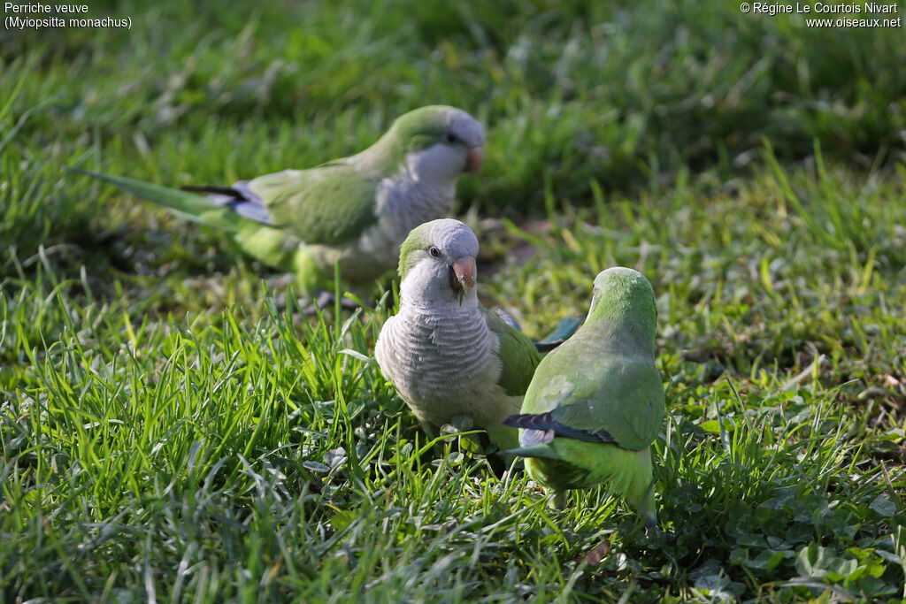 Monk Parakeet