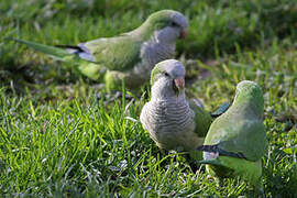 Monk Parakeet