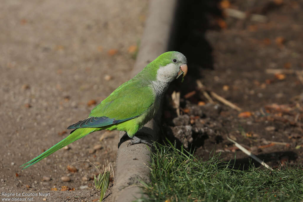 Perriche veuveadulte, identification