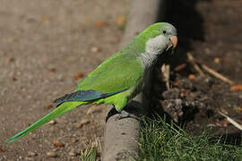 Monk Parakeet