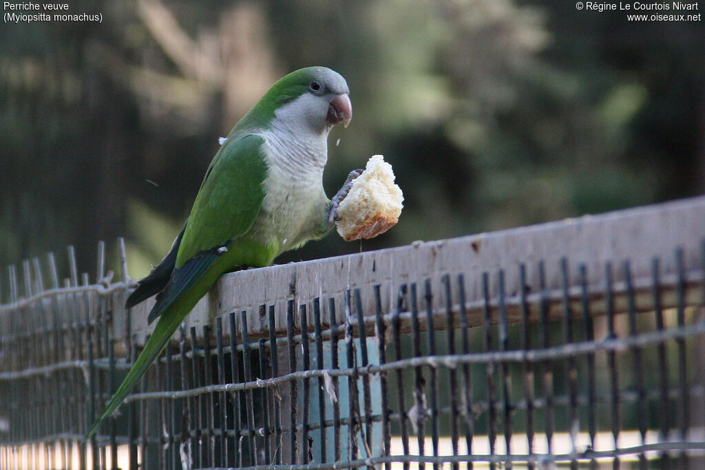 Monk Parakeet