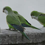 Monk Parakeet