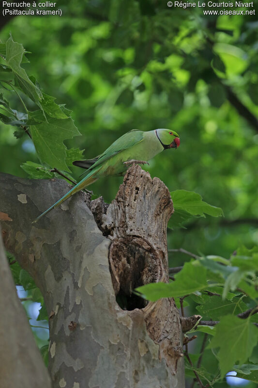 Rose-ringed Parakeet male adult