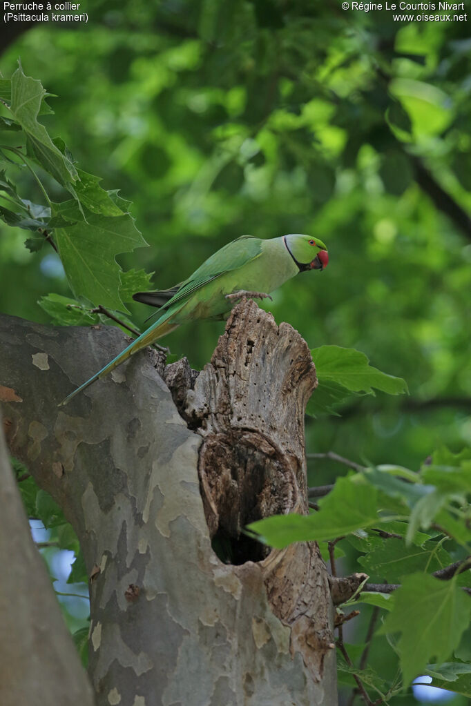 Rose-ringed Parakeet male adult