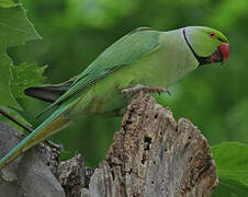 Rose-ringed Parakeet