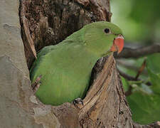 Rose-ringed Parakeet