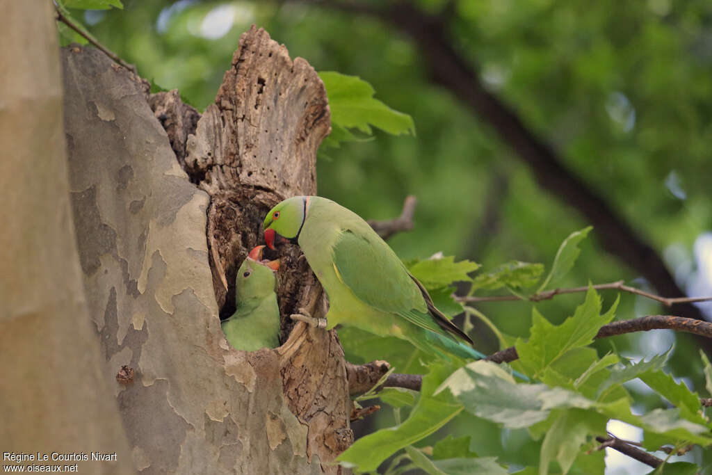 Rose-ringed Parakeetadult, Reproduction-nesting