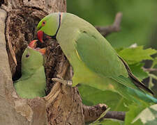 Rose-ringed Parakeet