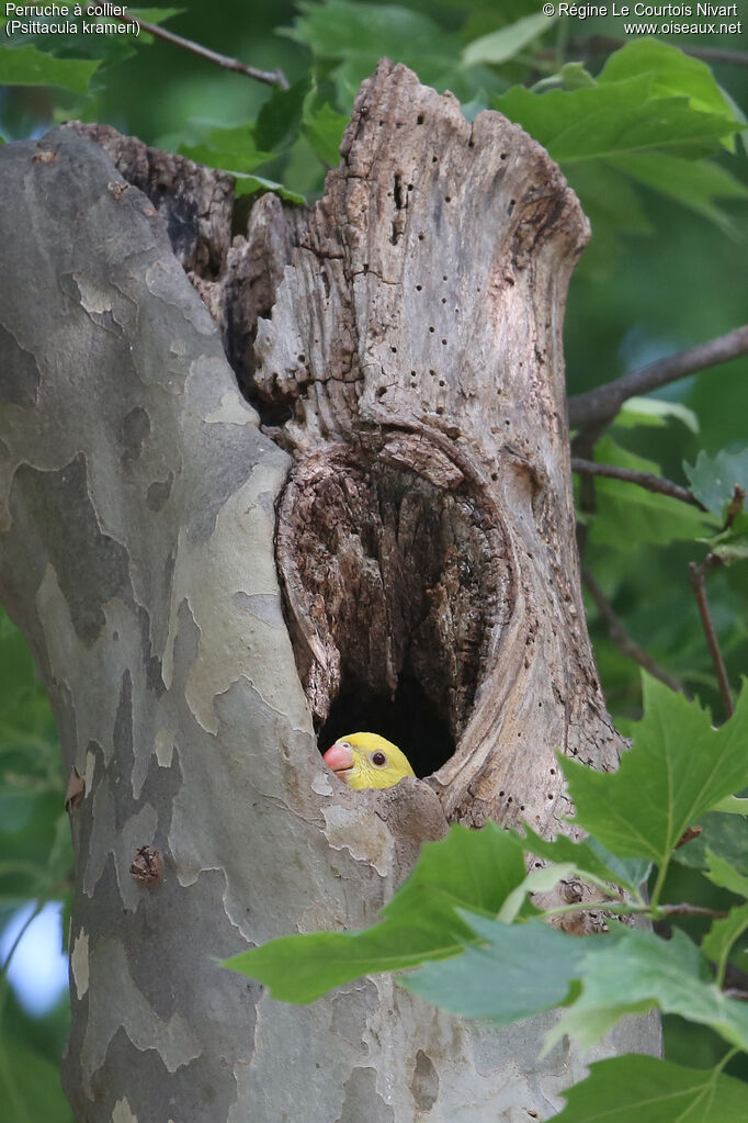 Rose-ringed Parakeetjuvenile, Reproduction-nesting