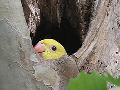 Rose-ringed Parakeet