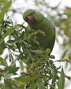 Rose-ringed Parakeet