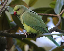 Rose-ringed Parakeet