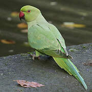 Rose-ringed Parakeet